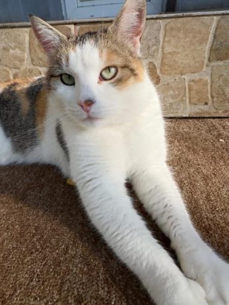 Freigänger Katze Lisa 3,5 Jahre