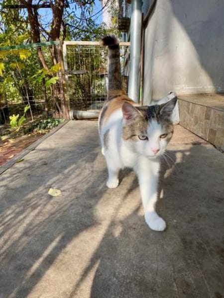 Freigänger Katze Lisa 3,5 Jahre