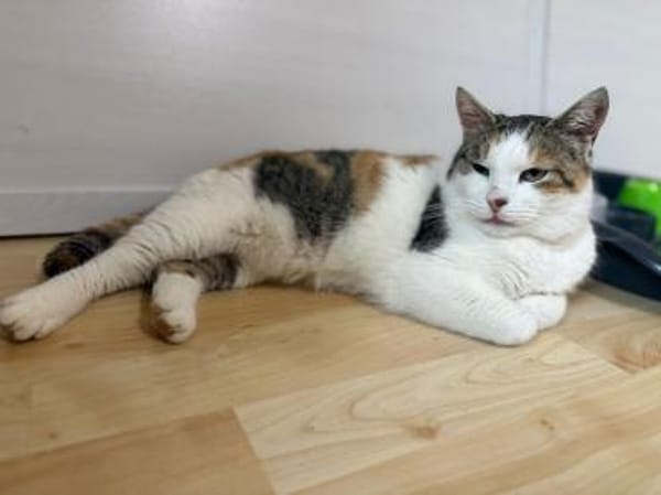 Freigänger Katze Lisa 3,5 Jahre