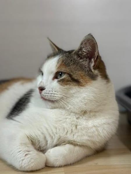 Freigänger Katze Lisa 3,5 Jahre