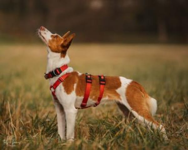 Sanfte Nami wartet in 13509 Berlin