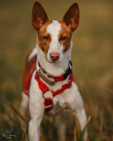 Sanfte Nami wartet in 13509 Berlin