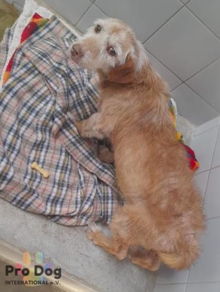 Bilbo auf Pflegestelle