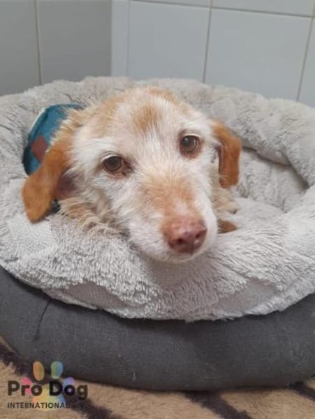 Bilbo auf Pflegestelle