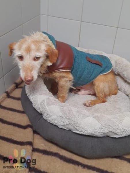 Bilbo auf Pflegestelle