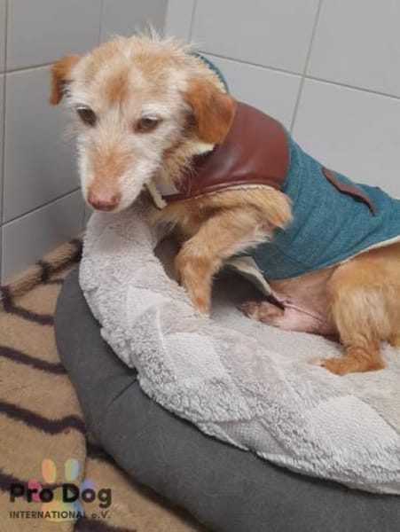 Bilbo auf Pflegestelle