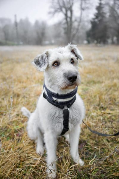 Maja, wie eine große Schneeflocke 🐾