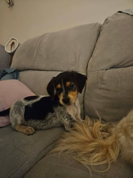 Asko, le plus mignon