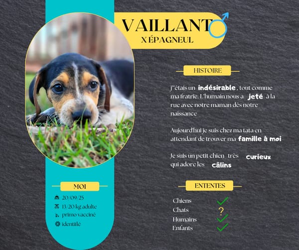 Vaillant, le doux rêveur
