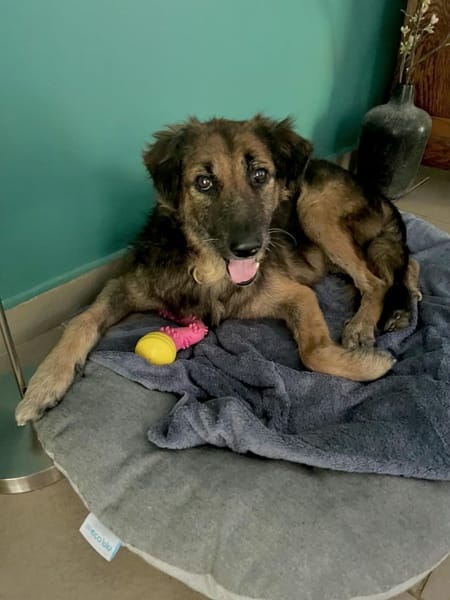 Bobby, l'adorable x berger