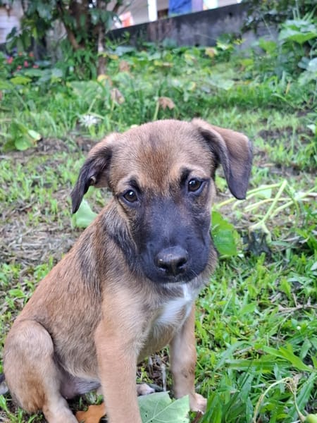 NAMEA, chiot Berger Créole femelle