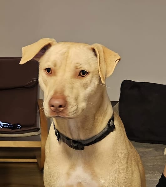 PHOENIX Croisée Labrador Femelle junior