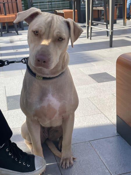 PHOENIX Croisée Labrador Femelle junior