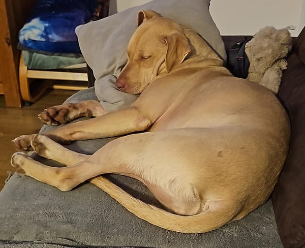 PHOENIX Croisée Labrador Femelle junior