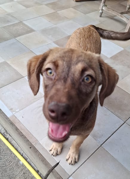 LUNE, chiot Femelle Berger Créole