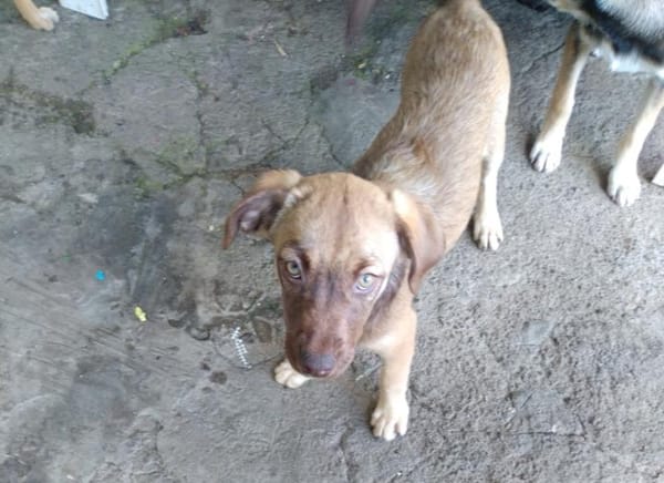 LUNE, chiot Femelle Berger Créole