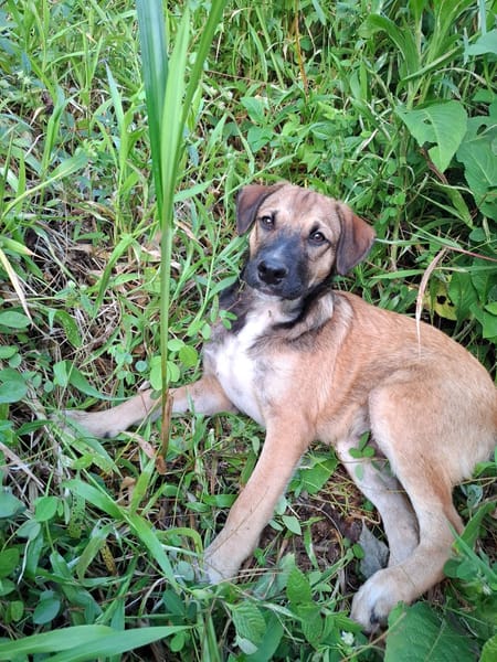 SANJEE, chiot Berger Créole mâle