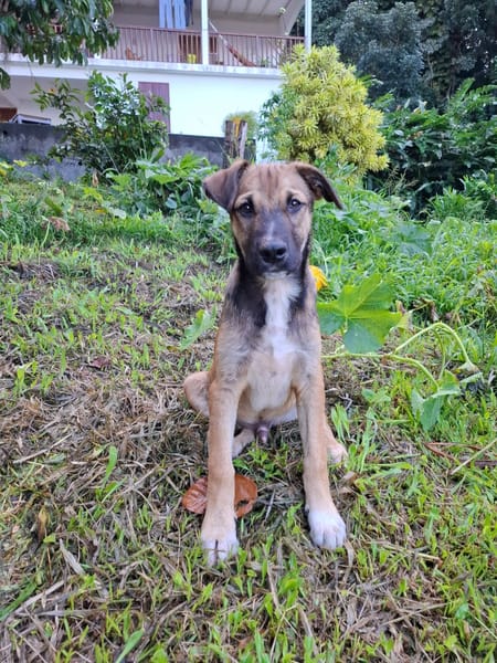 SANJEE, chiot Berger Créole mâle