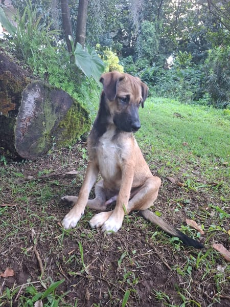 SANJEE, chiot Berger Créole mâle