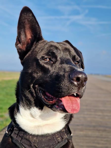 TILOUP Croisé Labrador