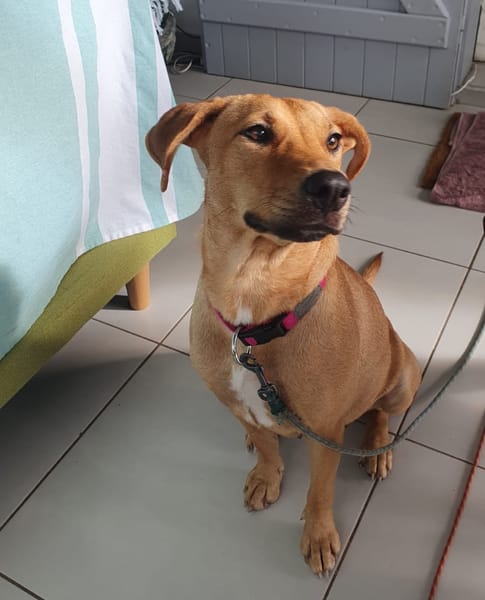 BULMA, Femelle junior Berger Créole