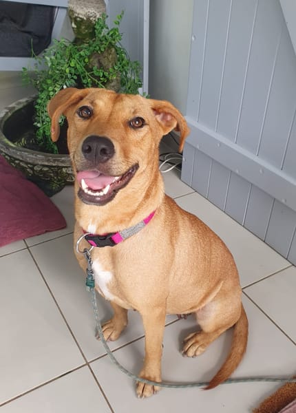 BULMA, Femelle junior Berger Créole