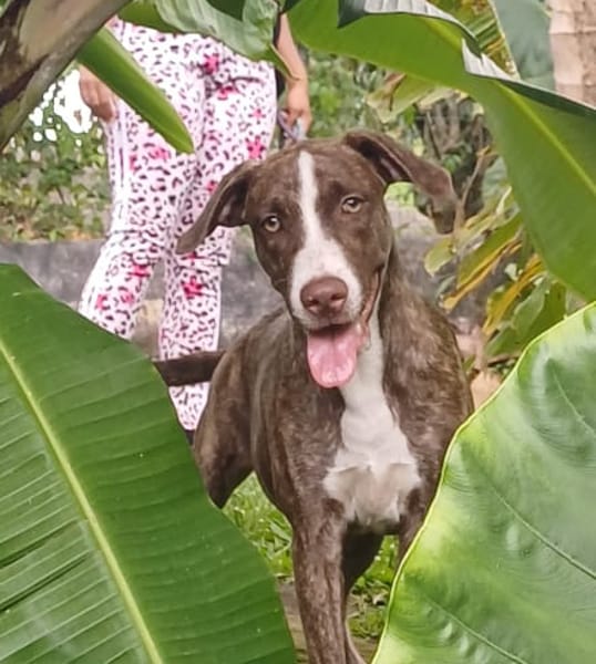 CANDY, chiot femelle Berger Créole