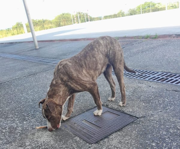 CANDY, chiot femelle Berger Créole
