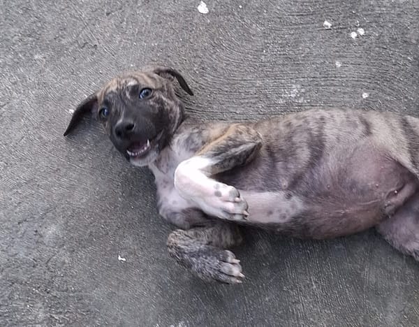 ZEUS, chiot berger créole mâle