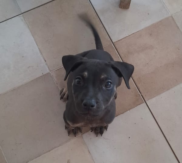 APOLLON, chiot Berger Créole mâle