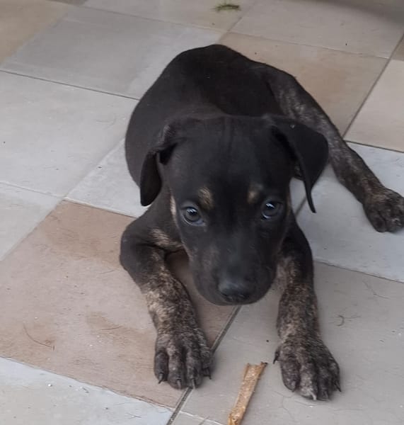 APOLLON, chiot Berger Créole mâle