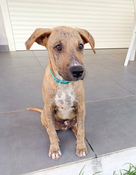 ATCHI, chiot Berger Créole mâle