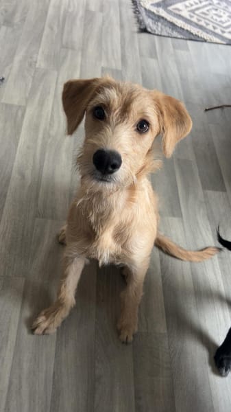 MANHATTAN, chiot femelle croisée