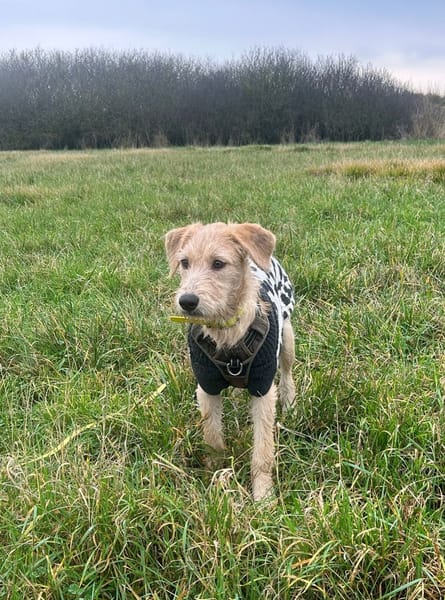 MANHATTAN, chiot femelle croisée