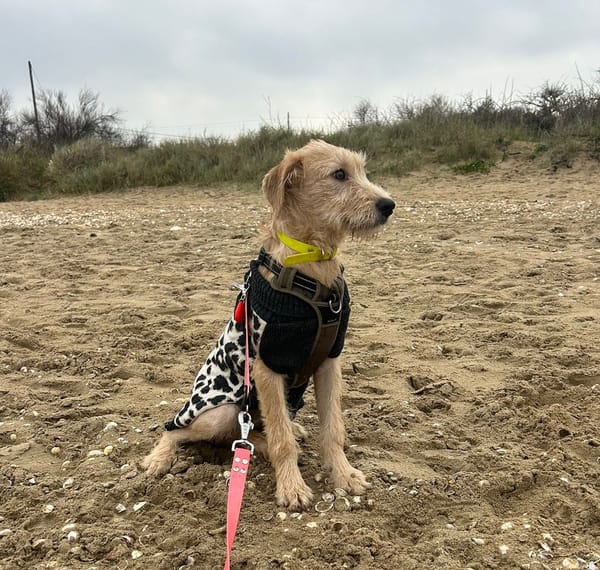 MANHATTAN, chiot femelle croisée