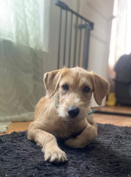 MANHATTAN, chiot femelle croisée