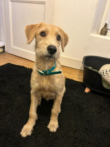 MANHATTAN, chiot femelle croisée