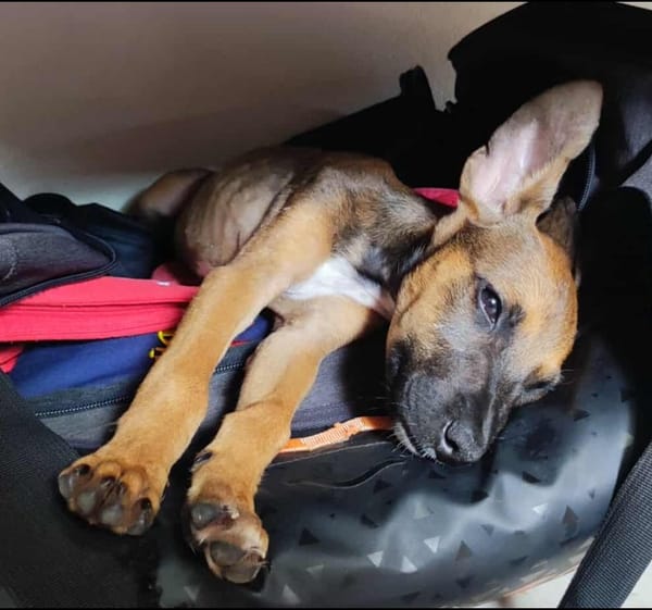 Tanina l'amie des chiens et chats