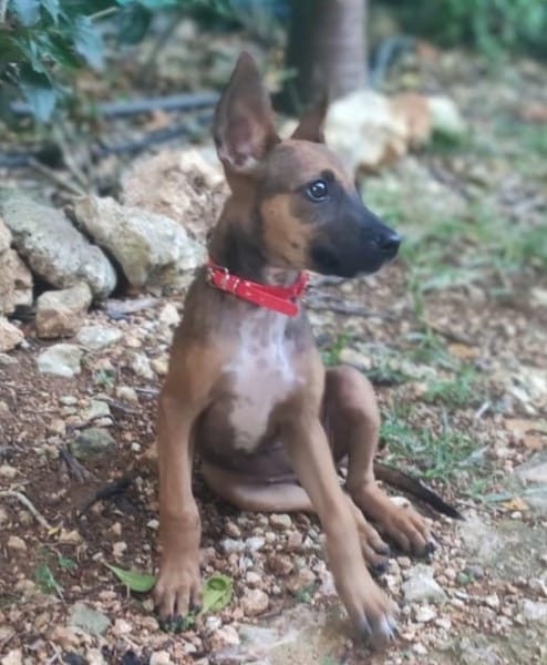 Tanina l'amie des chiens et chats