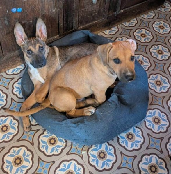 Tanina l'amie des chiens et chats