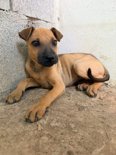 🐾 À L’ADOPTION – TIKA, douceur fauve en quête de confiance 🐾