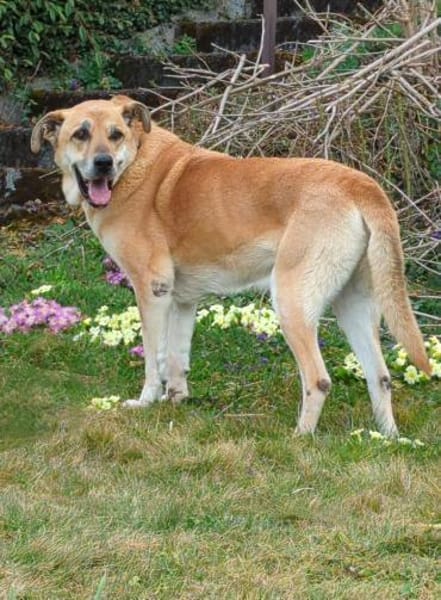 Schmuseopa Amerigo sucht sein Zuhause