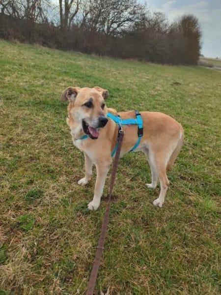 Schmuseopa Amerigo sucht sein Zuhause