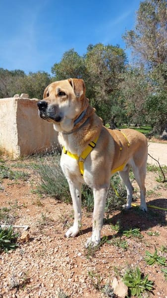 Schmuseopa Amerigo sucht sein Zuhause