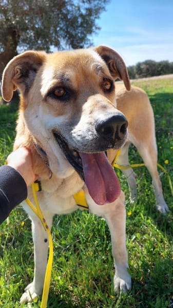 Schmuseopa Amerigo sucht sein Zuhause