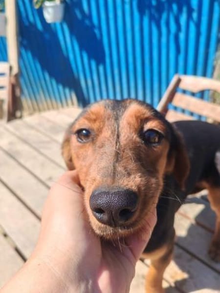 Nolang, schüchterner Herzenshund, ca. 1