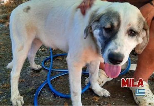 Mila - verschmust und kuschelbedürftig