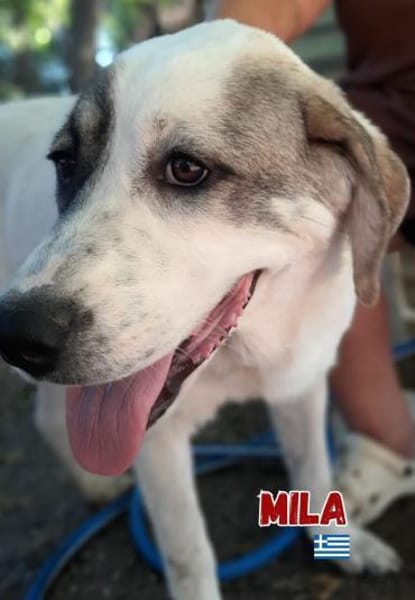 Mila - verschmust und kuschelbedürftig