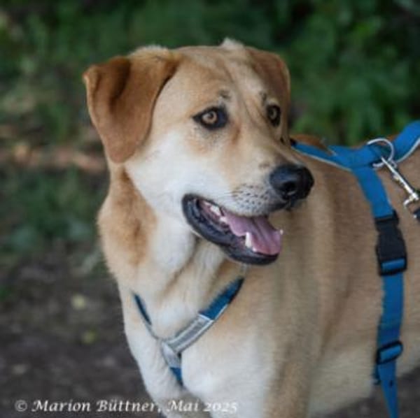 Chico ist ein großer, hübscher Rüde