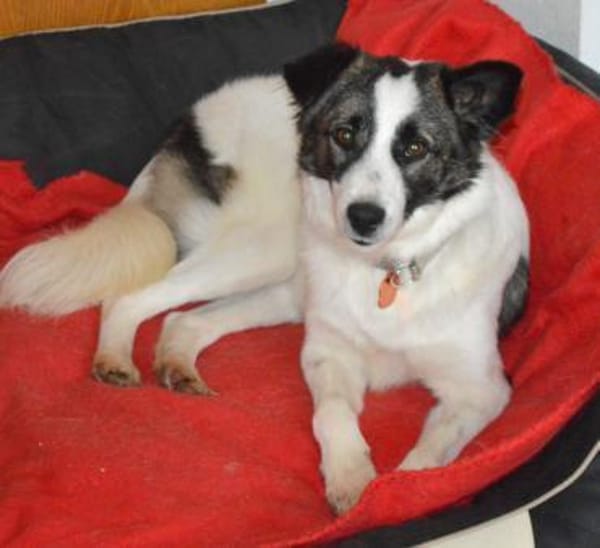 Bobo sucht liebe Menschen